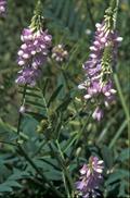 Galega officinalis L.
